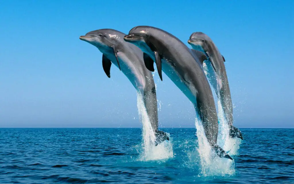 How Tall Is A Dolphin