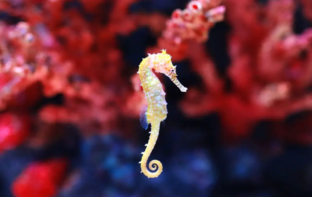 How To Take Care Of A Seahorse 