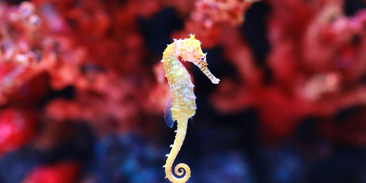 What Animals Eat Seahorses Biology Diagrams