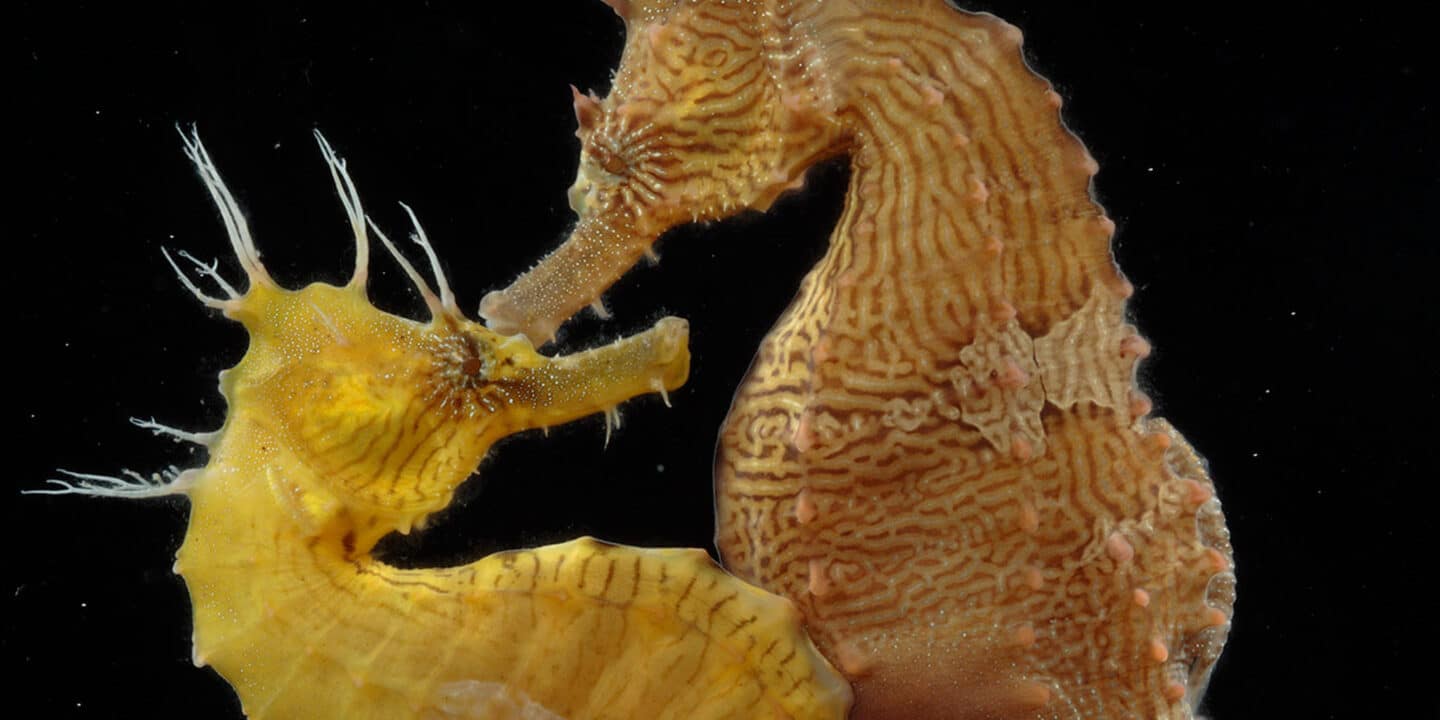 How Does A Seahorse Reproduce - Naturefins