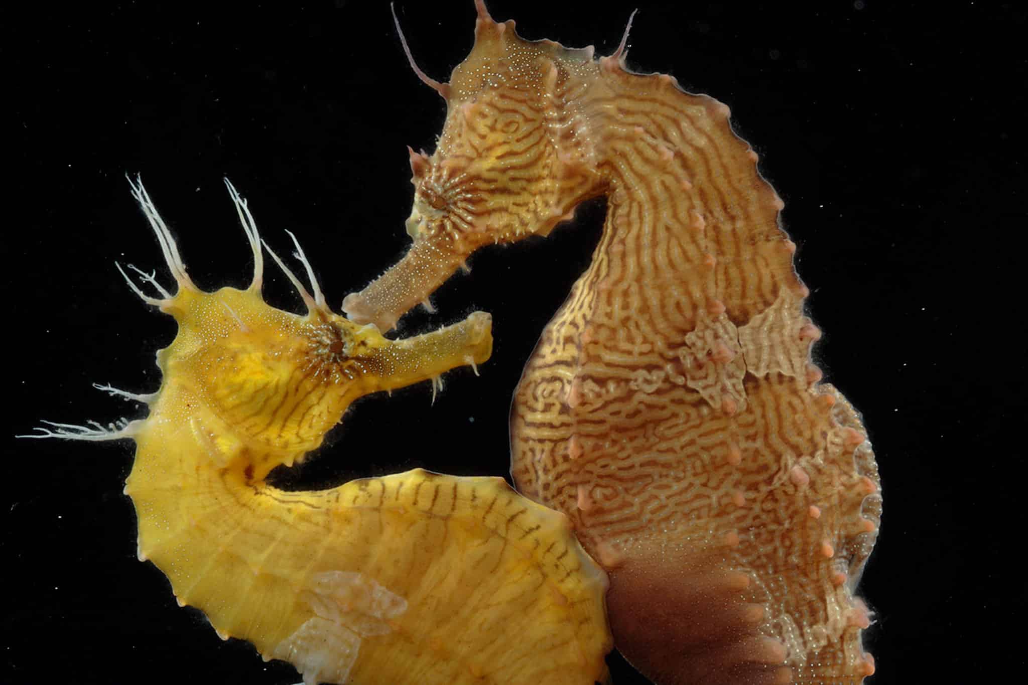 How Many Seahorses Are Born At One Time 