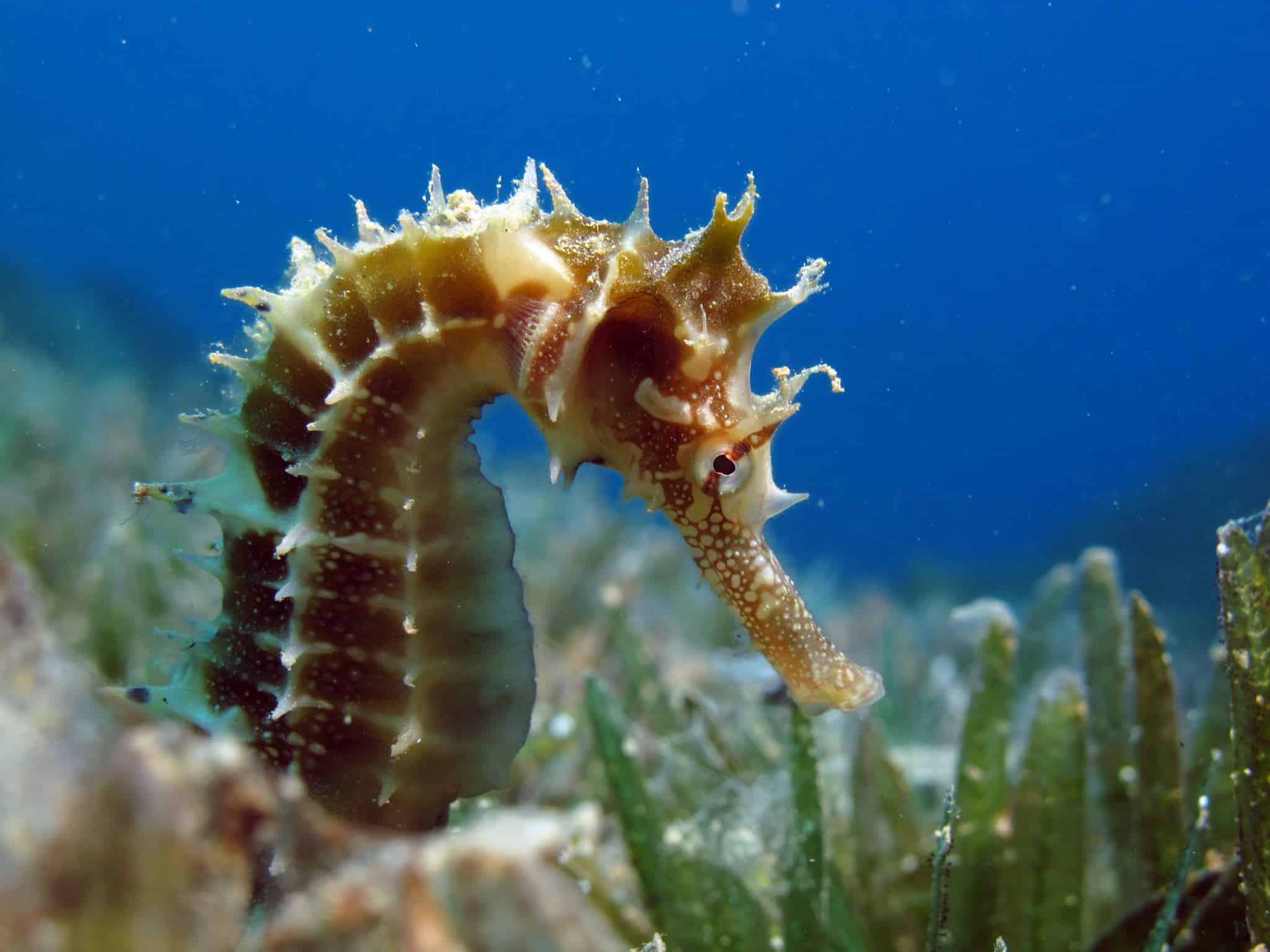 Are Seahorses Invertebrates