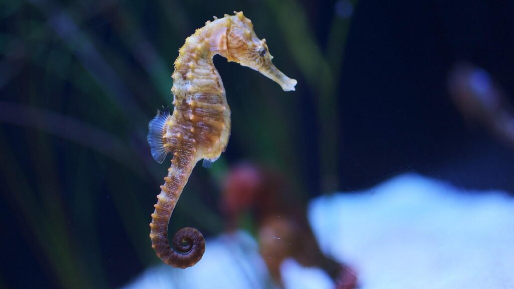 What Is The Average Lifespan Of A Seahorse 