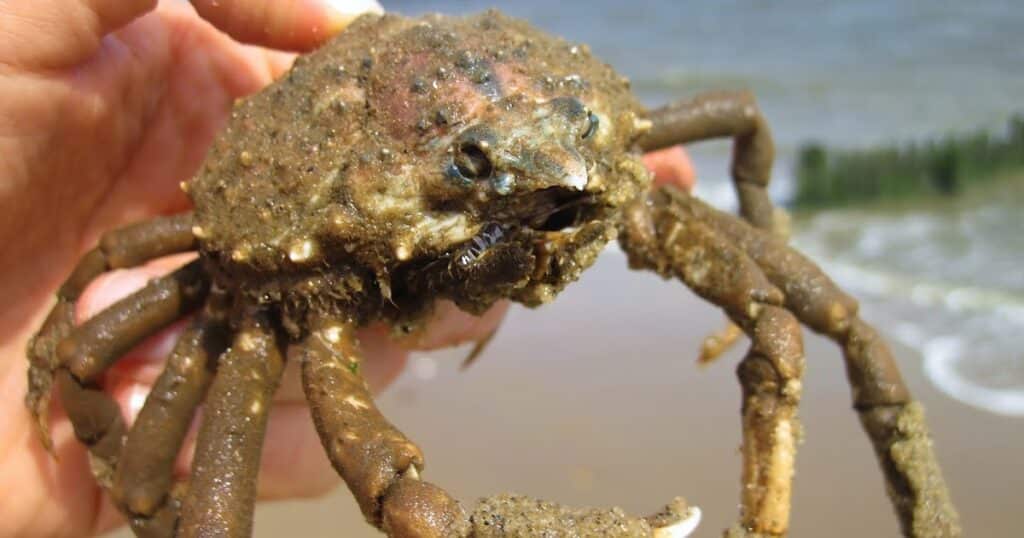 Are Crabs Arachnids