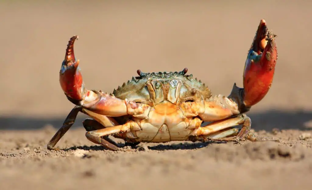 Are Crabs Carnivores