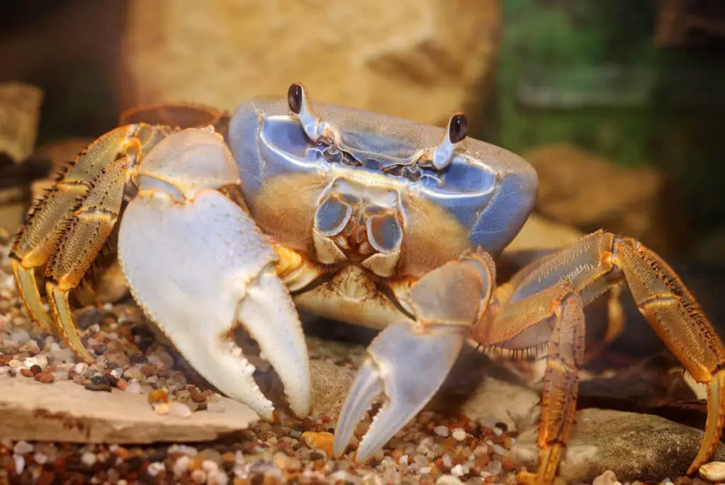 Are Crabs Omnivores