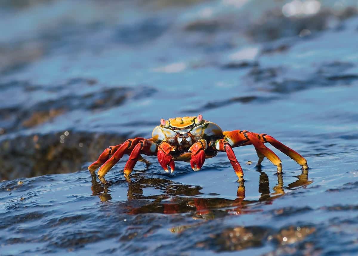 Are Crabs Omnivores