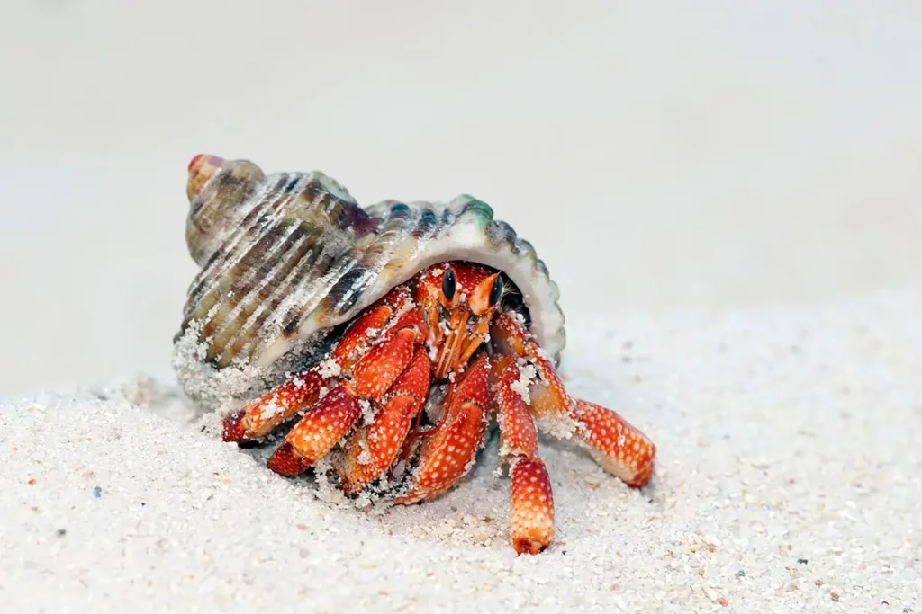 Are Hermit Crabs Born With Shells