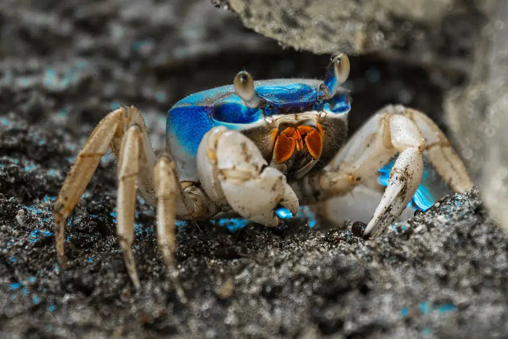 Are Hermit Crabs Easy To Take Care Of
