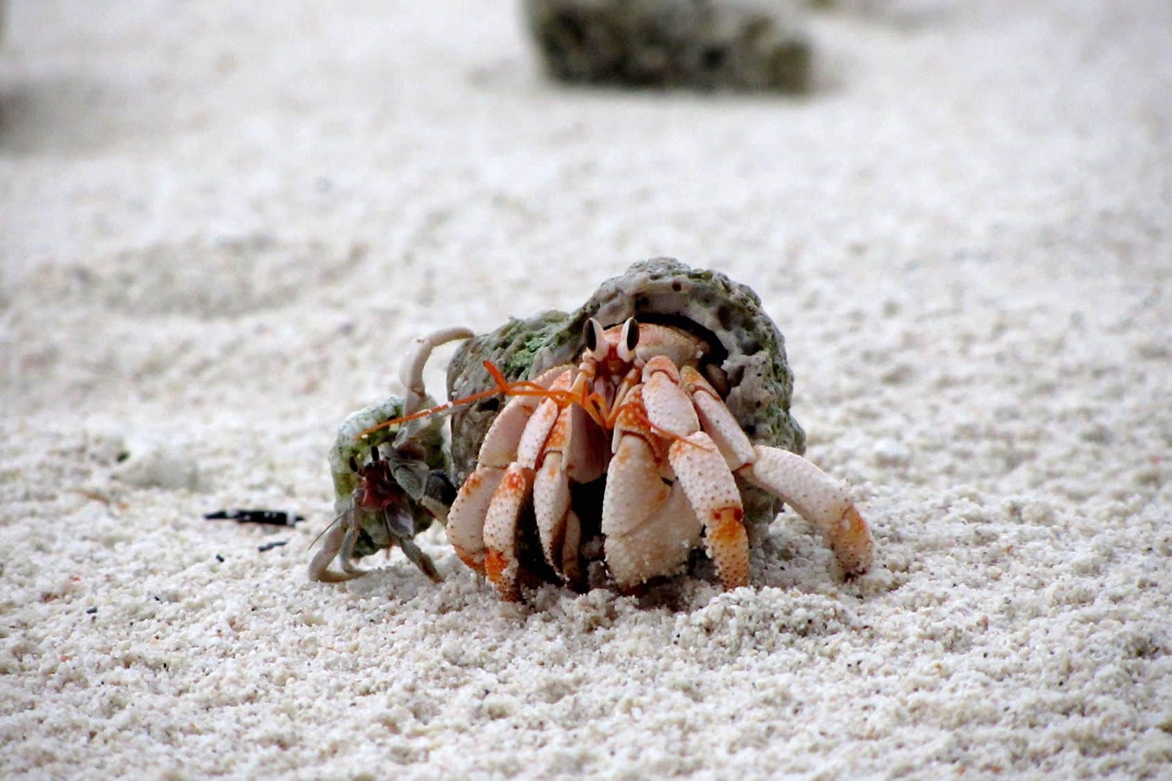  Are Hermit Crabs Nocturnal