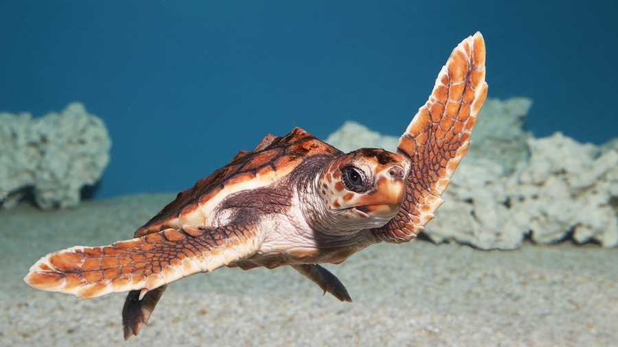 Are Sea Turtles Aggressive