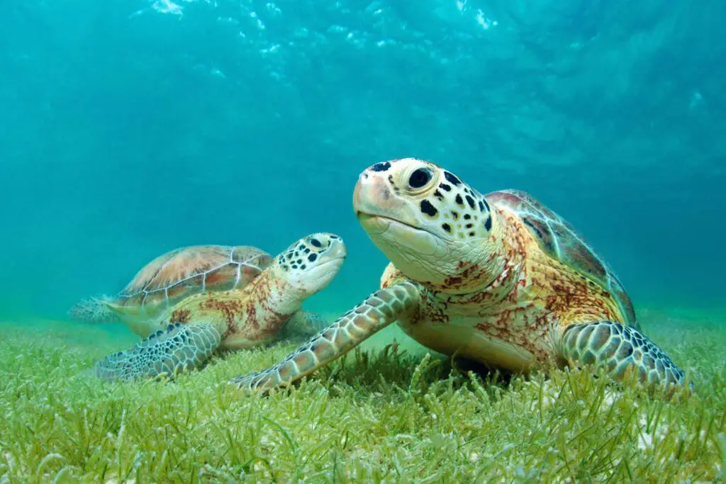 Are Sea Turtles Carnivores