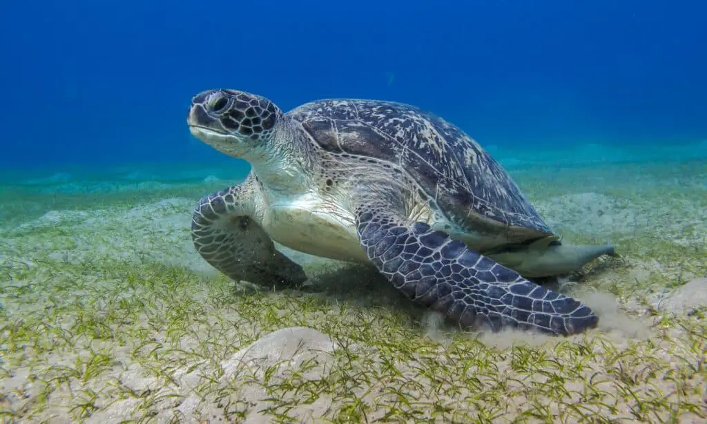 Are Sea Turtles Herbivores