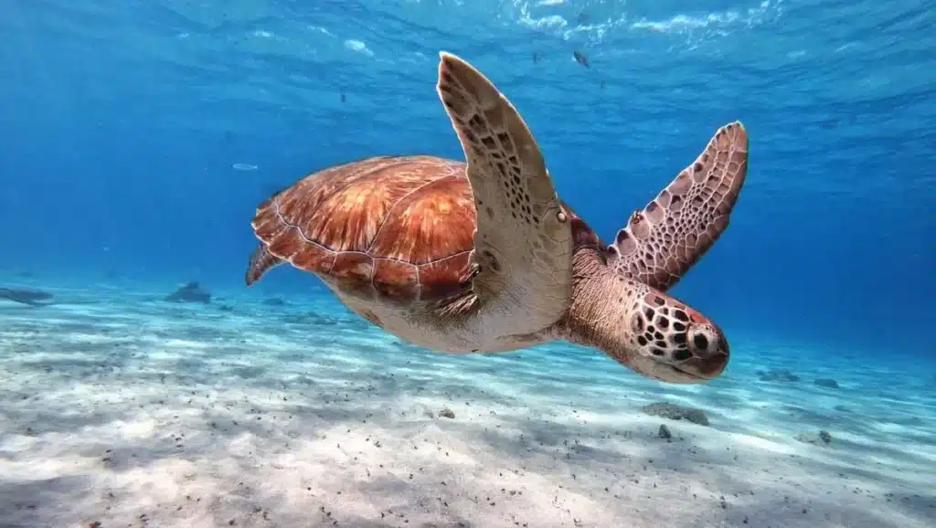 Are Sea Turtles Herbivores