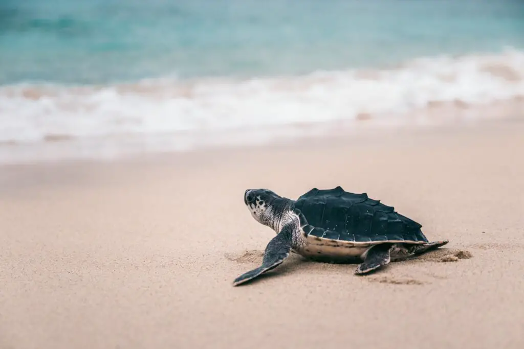 Are Sea Turtles Omnivores