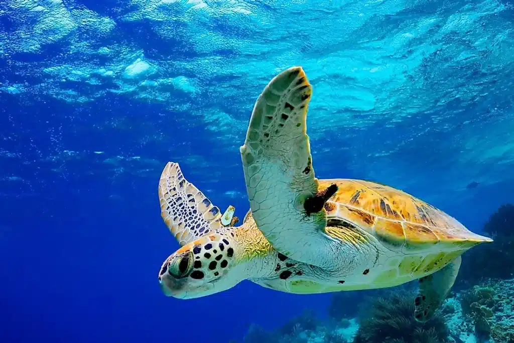 Are Sea Turtles Reptiles Or Amphibians
