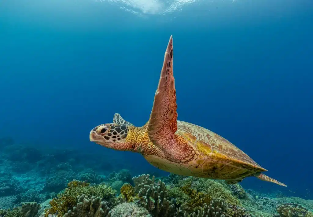  Are Sea Turtles Smart