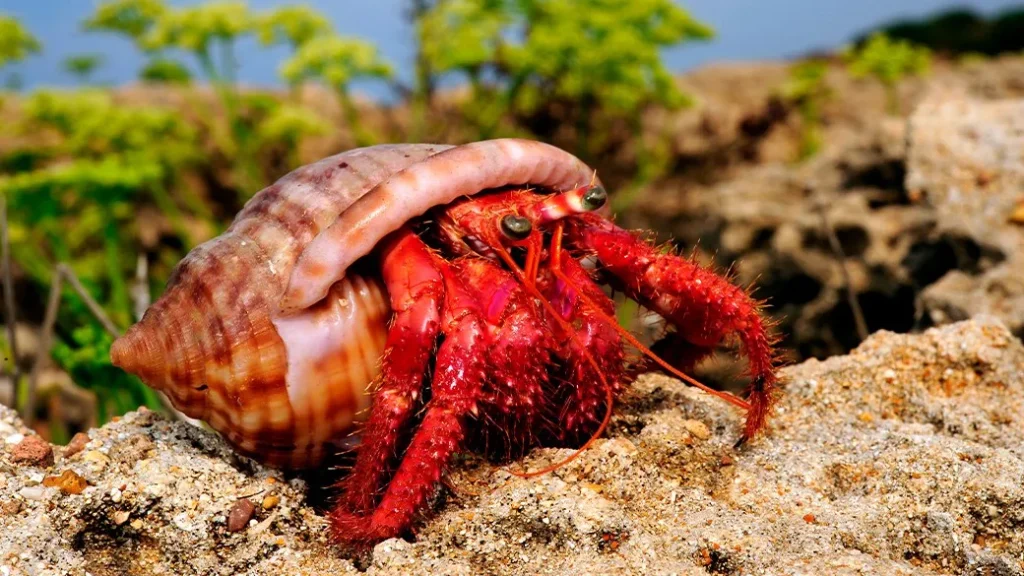 Can Hermit Crabs Eat Grapes