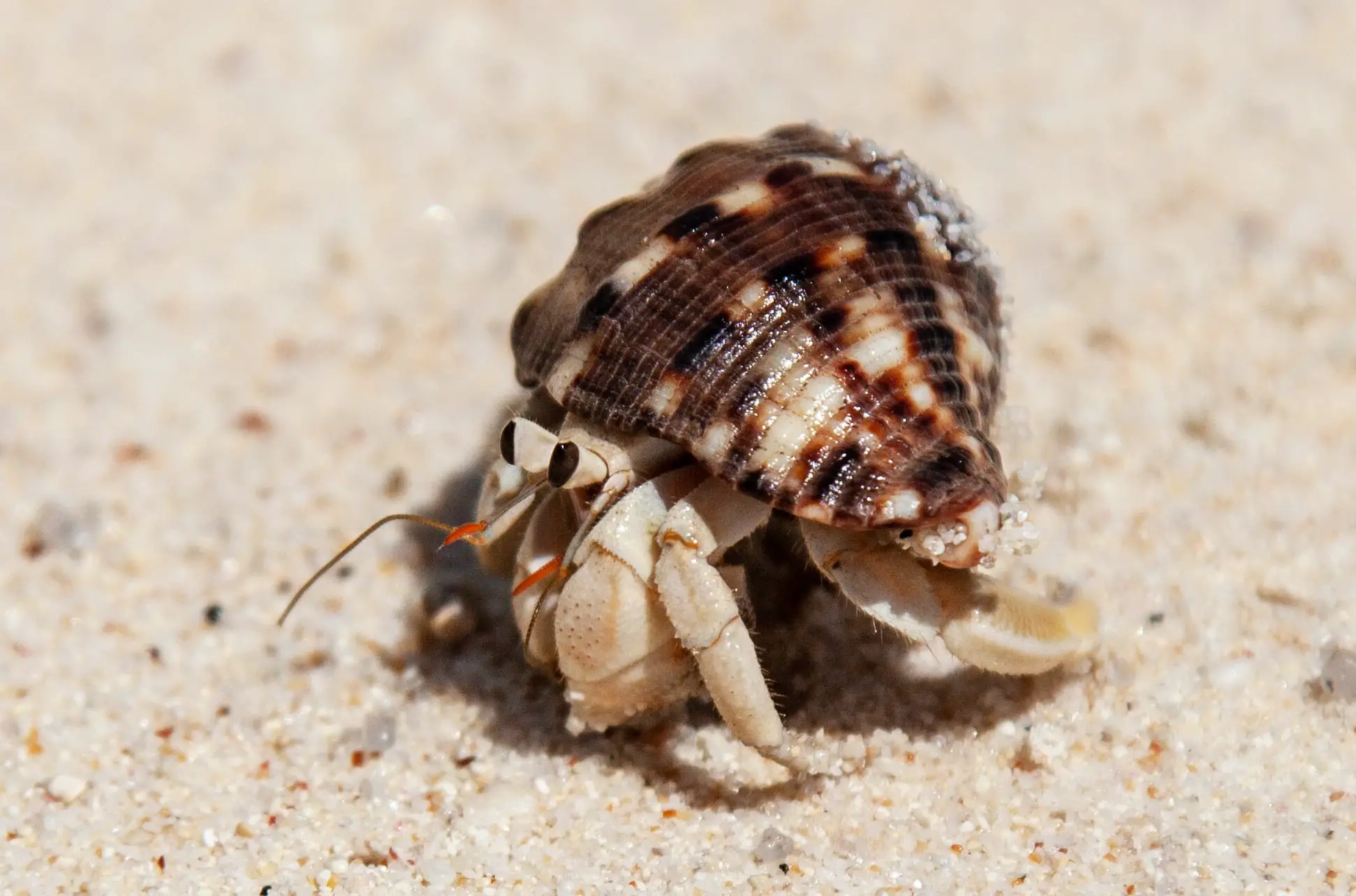 Can Hermit Crabs Live In Freshwater