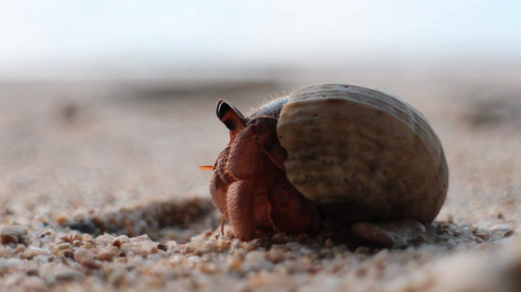 Can Hermit Crabs Live In Freshwater
