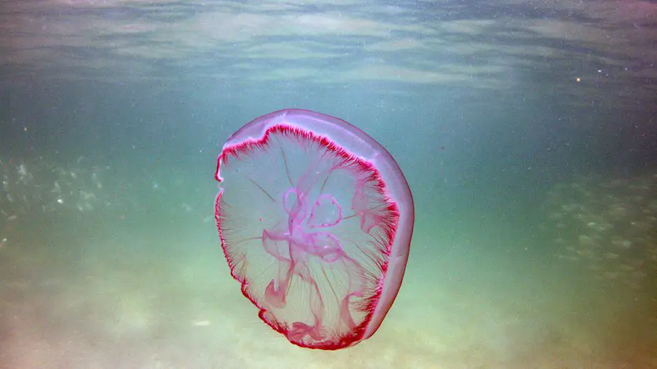  Can Jellyfish Live In Freshwater