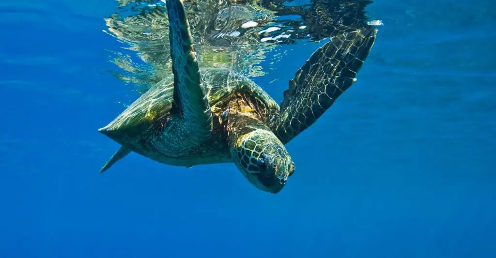 Can Sea Turtles Go In Their Shells