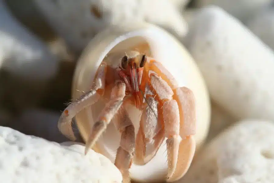 Do Hermit Crabs Bite
