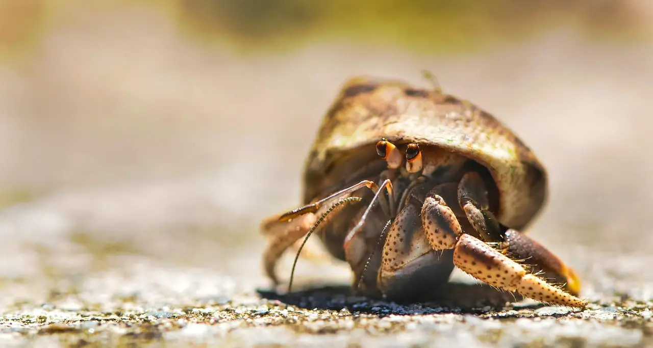 Do Hermit Crabs Bite