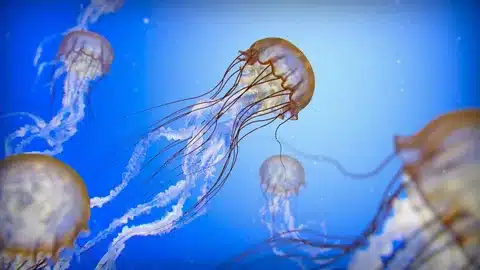  Do Jellyfish Swim