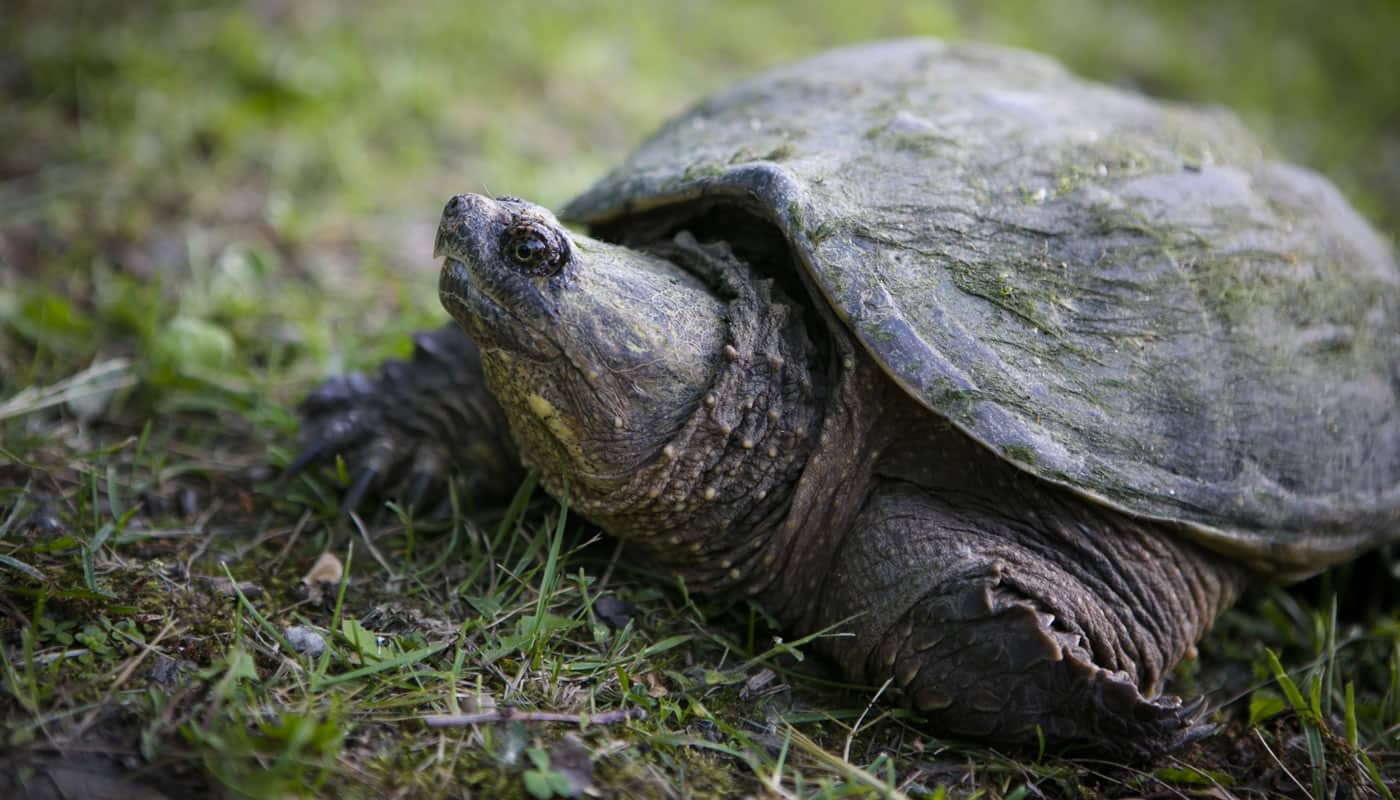 Do Sea Turtles Have Ears