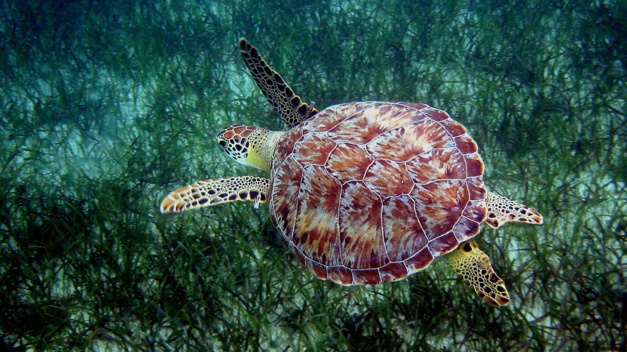 Do Sea Turtles Have Tails