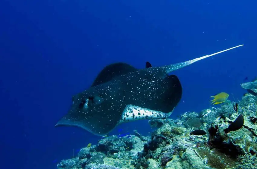  Do Stingrays See Better In The Dark