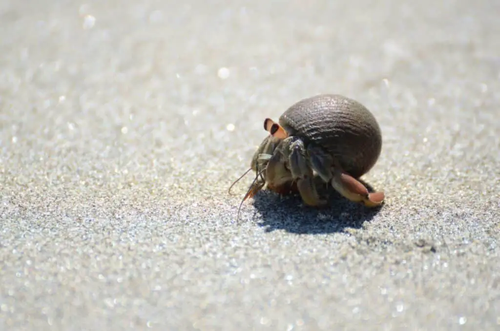 Does Hermit Crabs Need Water