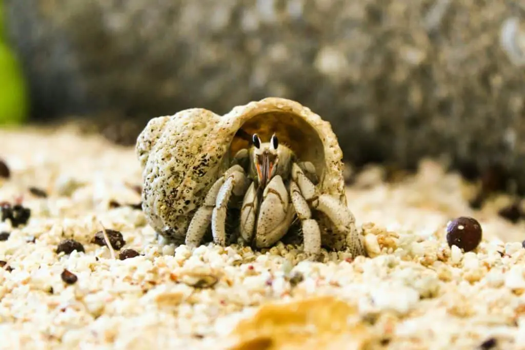 How Big Can Hermit Crabs Get
