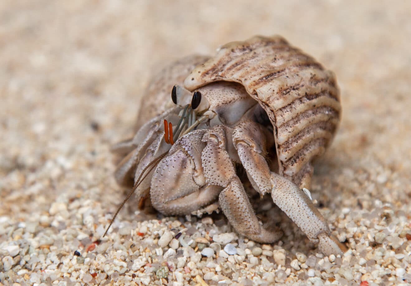 How Big Can Hermit Crabs Get