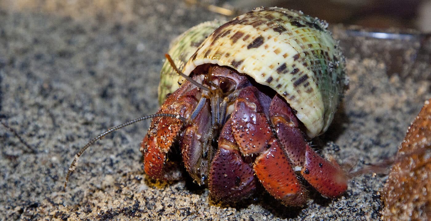 How Big Can Hermit Crabs Get Naturefins