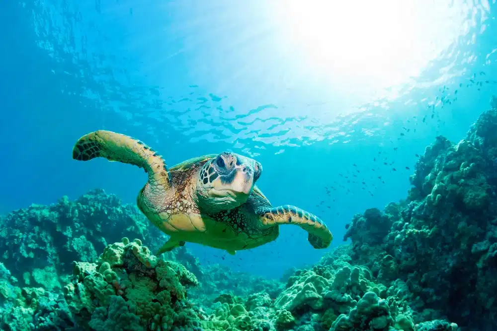 How Deep Can Sea Turtles Dive
