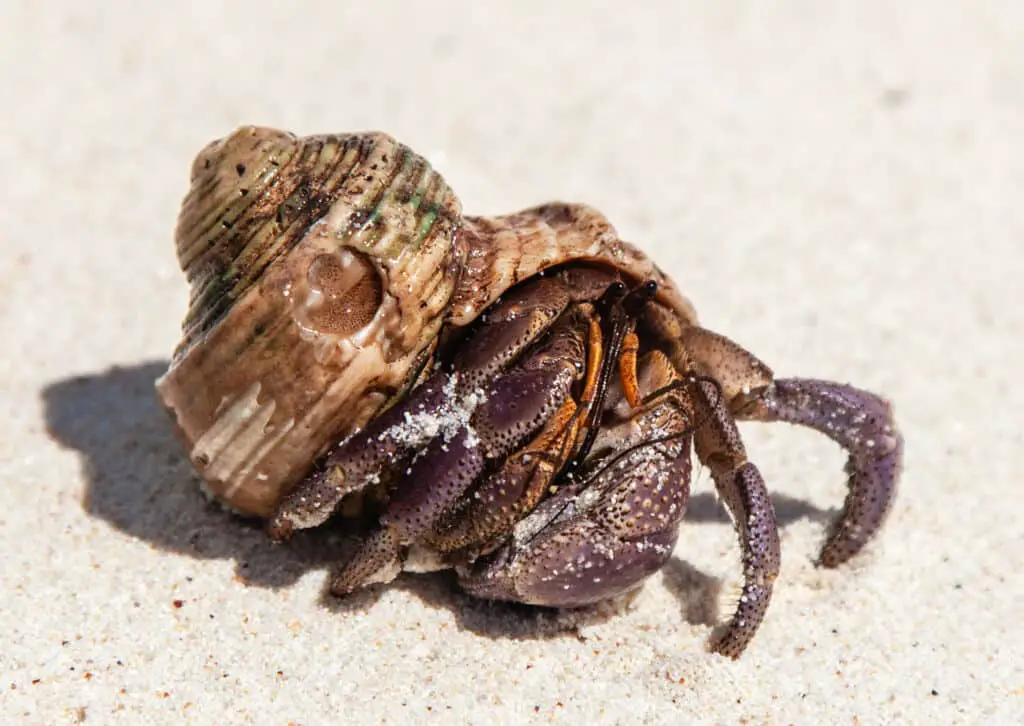 How Do Hermit Crabs Reproduce