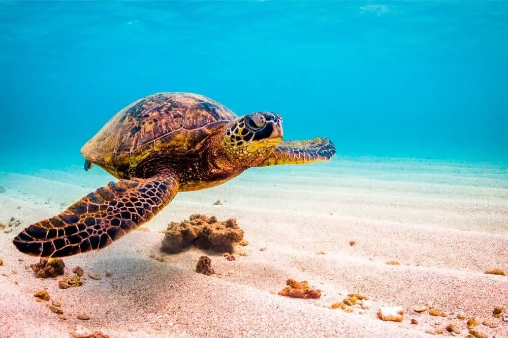 How Do Sea Turtles Communicate