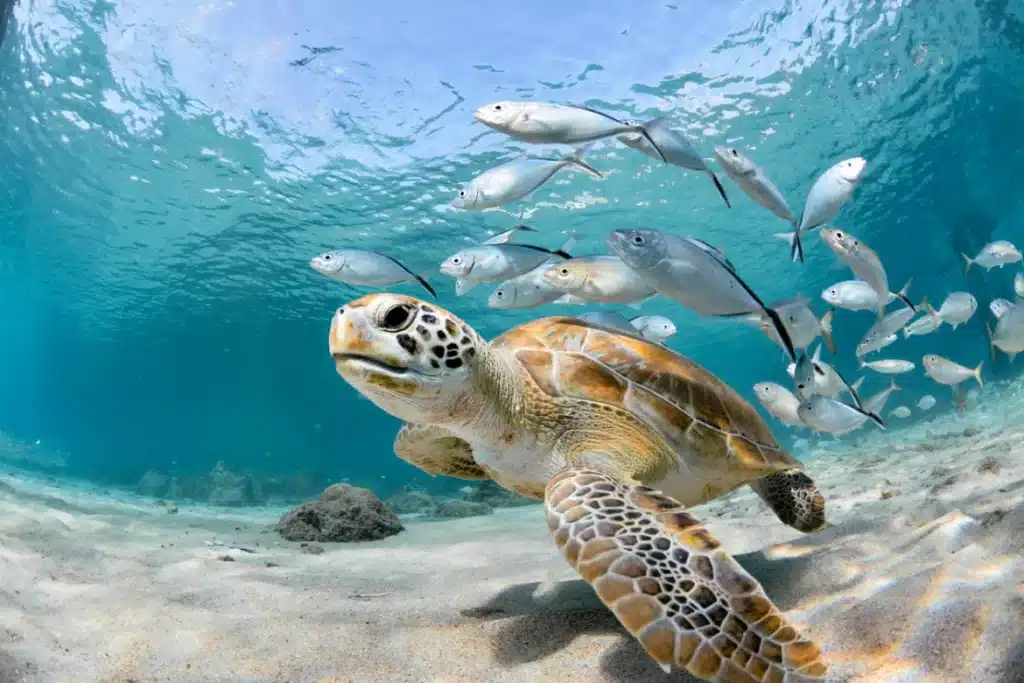 How Does Plastic Affect Sea Turtles