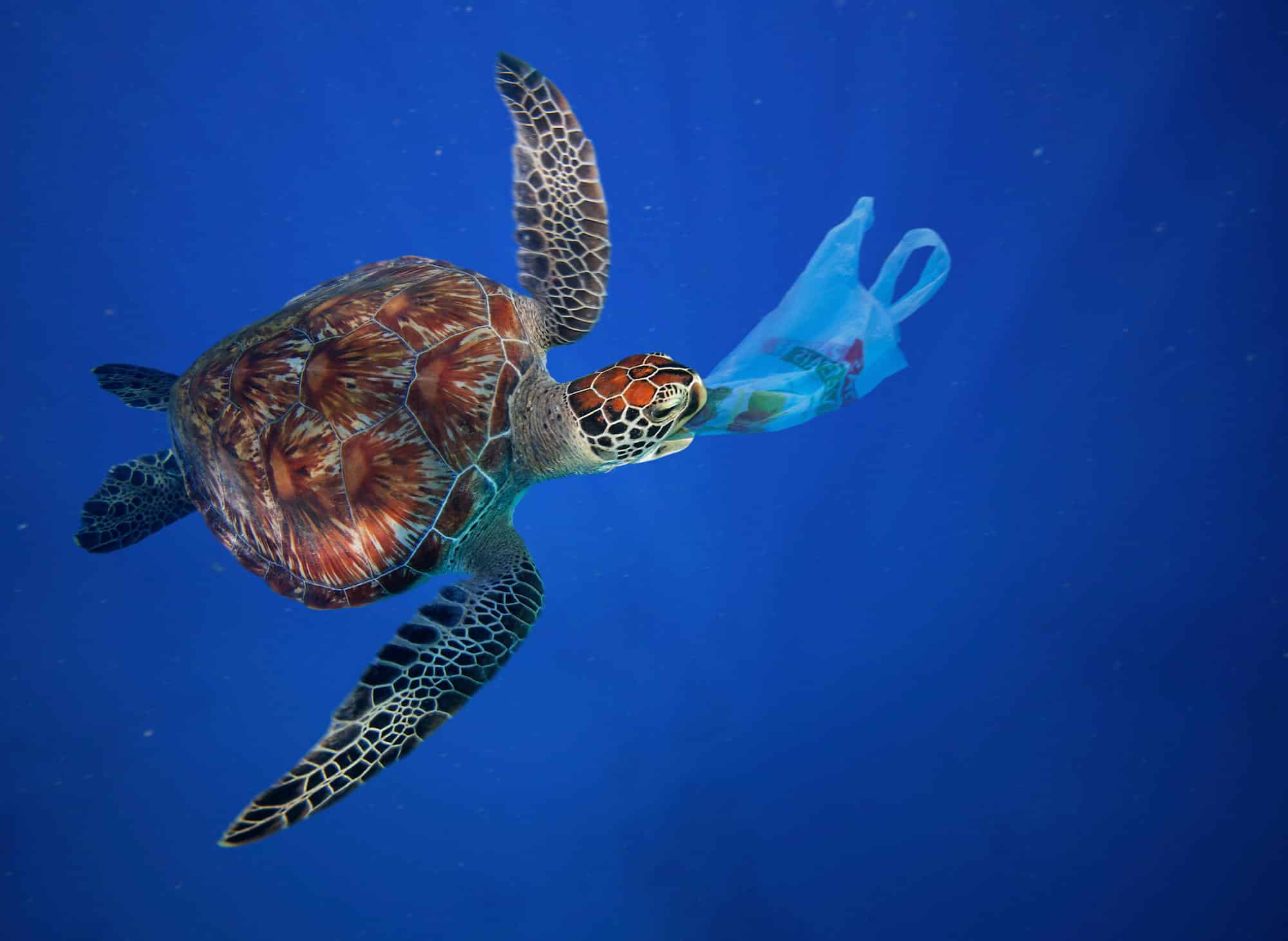 How Does Plastic Affect Sea Turtles
