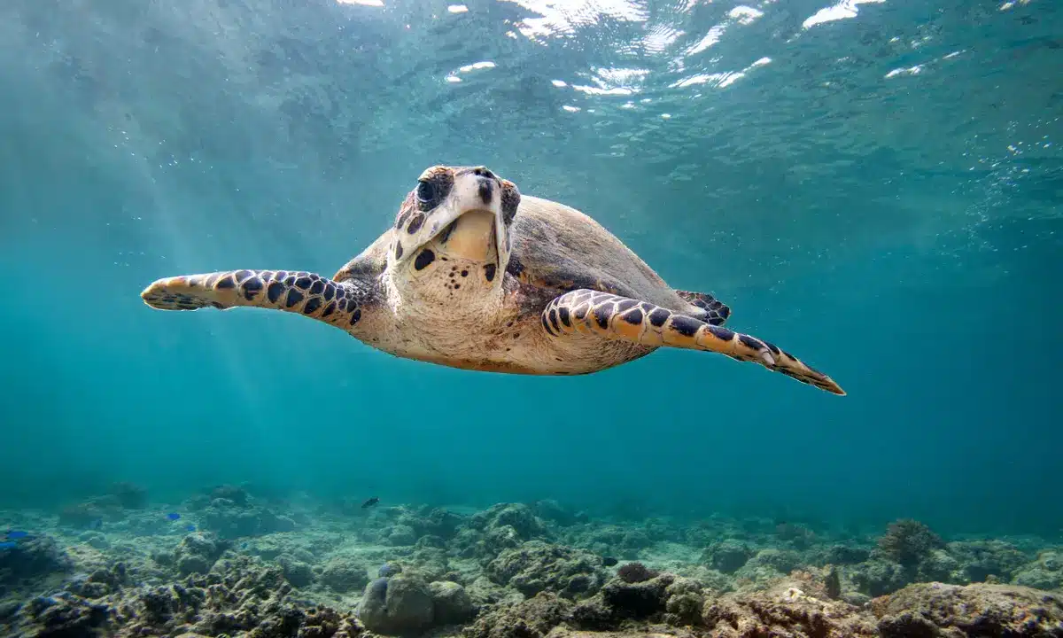  How Far Do Sea Turtles Travel