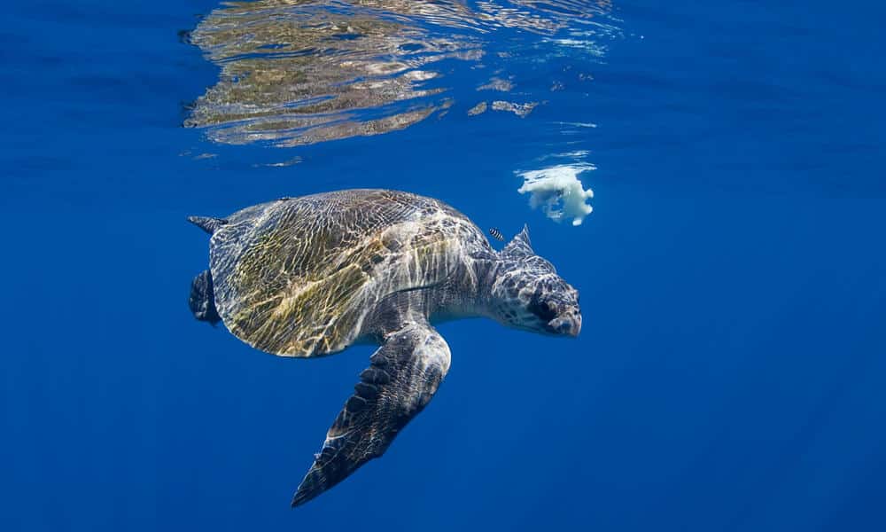 How Far Do Sea Turtles Travel