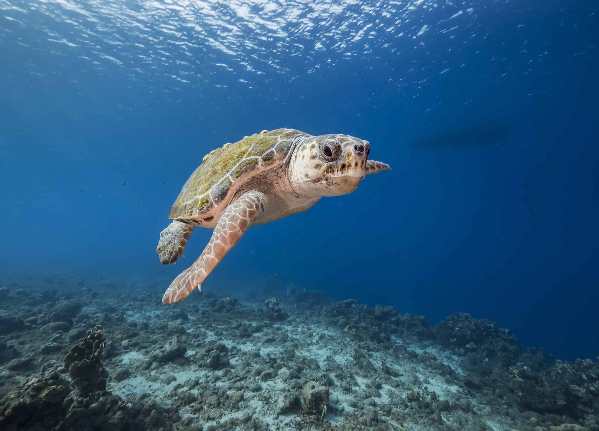 How Fast Are Sea Turtles