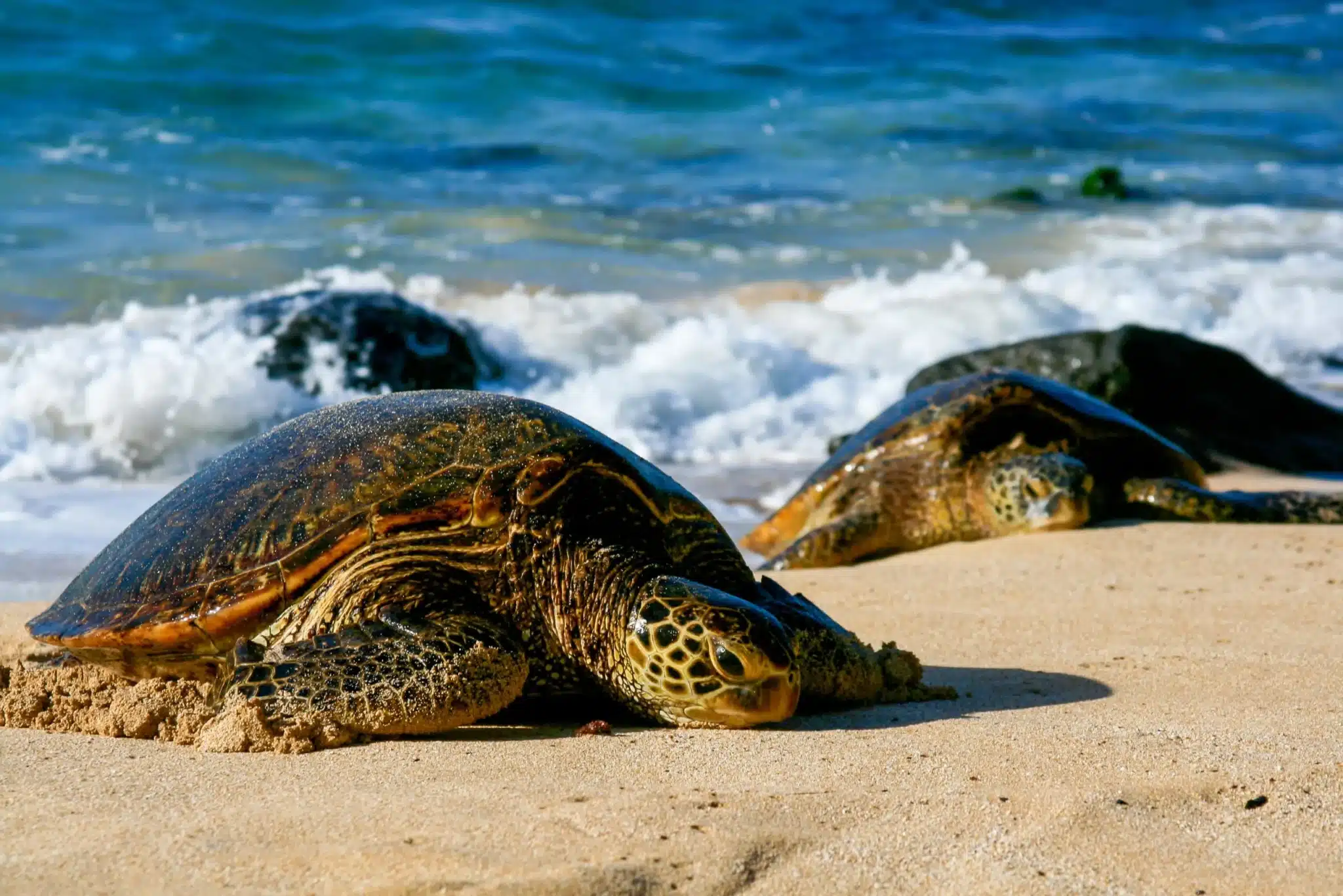  How Fast Are Sea Turtles