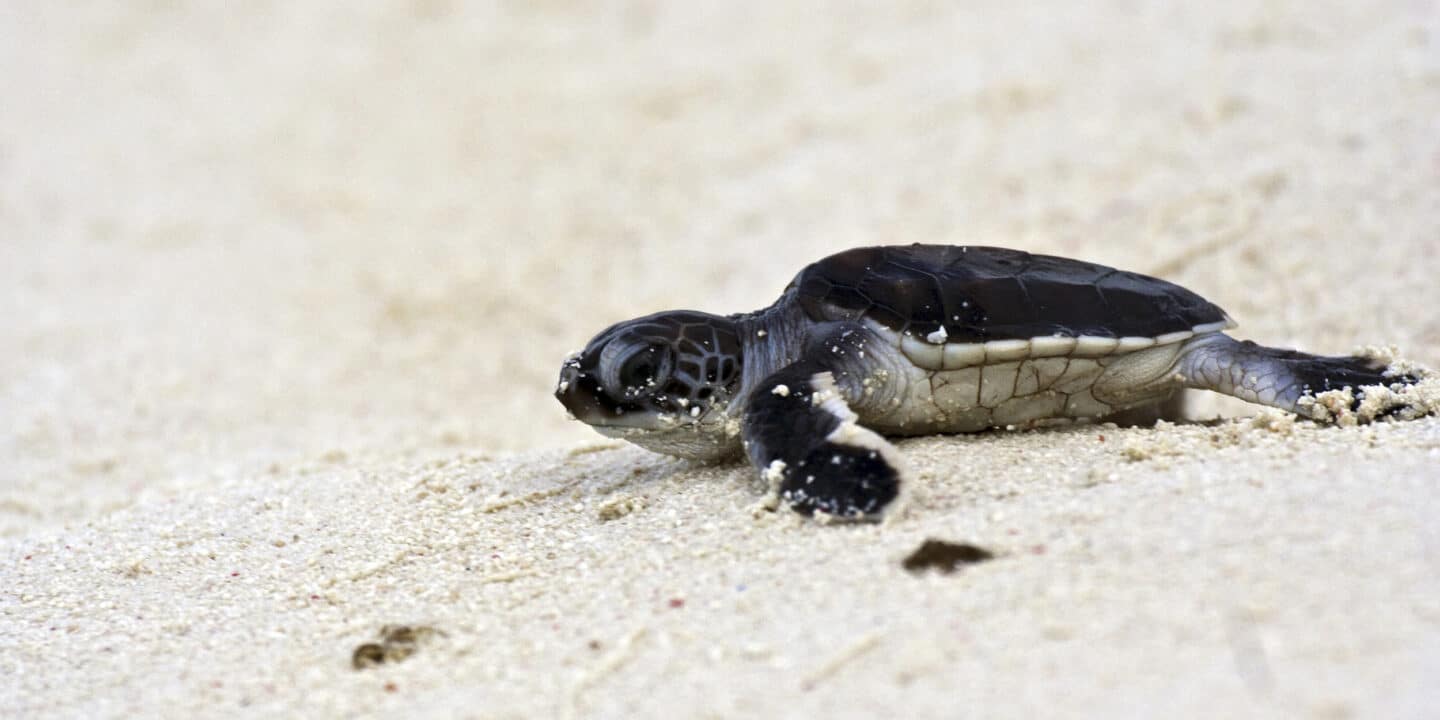 How Is The Gender Of Sea Turtles Determined - Naturefins