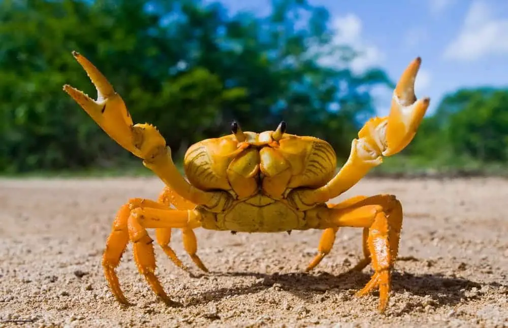 How Long Do Crabs Live