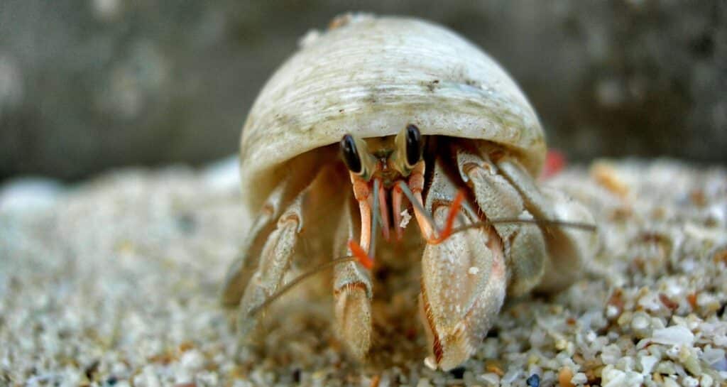 How Long Do Hermit Crabs Molt