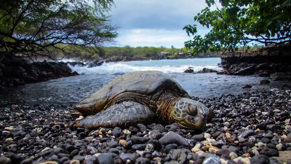How Long Do Sea Turtles Sleep