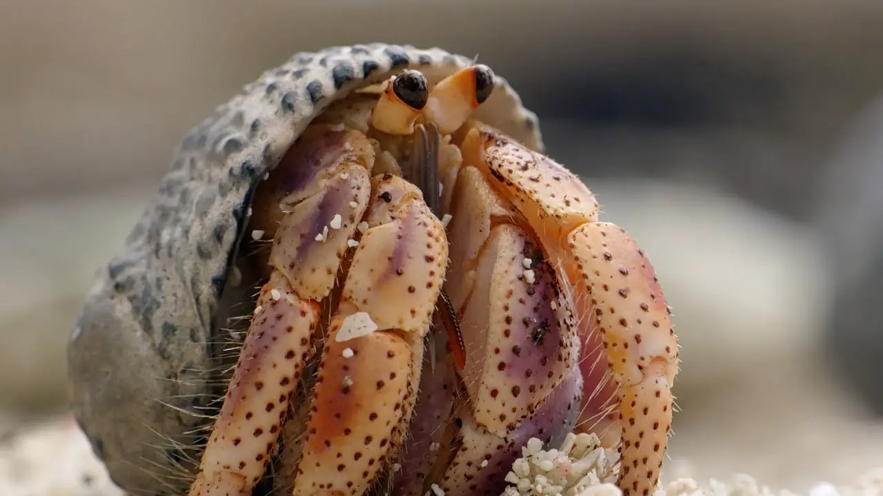 How Long Does A Hermit Crab Live